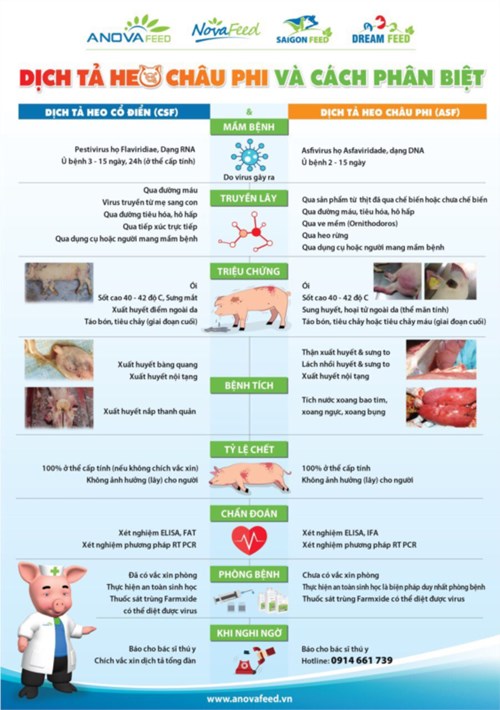 Ban Y tế: Một số đặc điểm của bệnh dịch tả lợn châu Phi